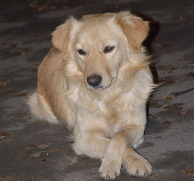 Професори и ђаци брину о псима